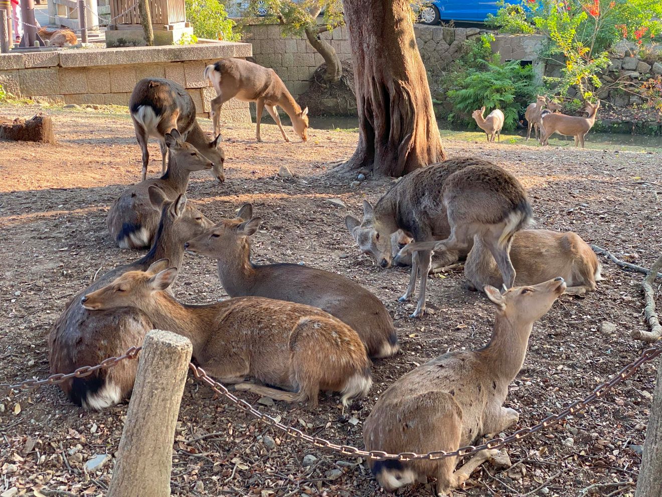 A Magical Day in Nara Nature Park, Japan