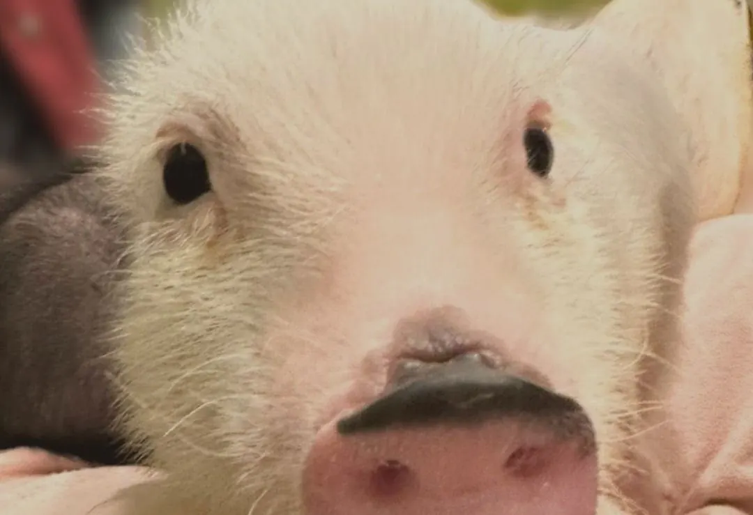 Reservation for an animal cafe experience in Japan