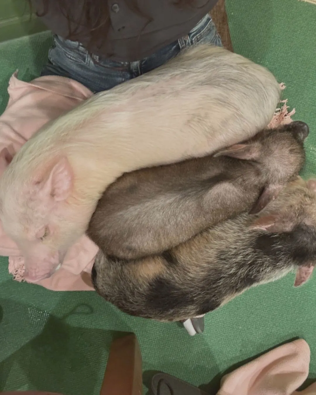 Reservation for an animal cafe experience in Japan