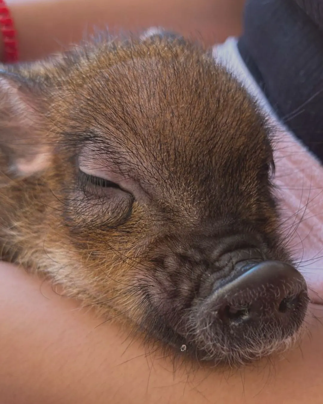 Reservation for an animal cafe experience in Japan
